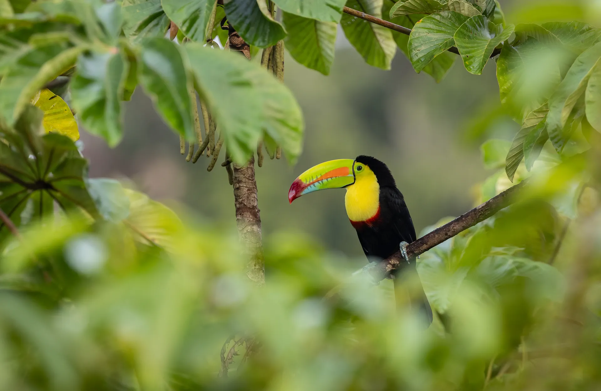 Tucán pico iris en un bosque de Costa Rica
